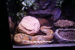 Brongersma's short-tailed python, blood python (Python brongersmai)