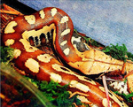 Sumatran short-tailed python, Sumatran blood python (Python curtus)
