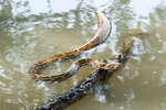 Indian rock python (Python molurus)