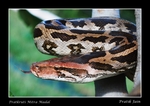 Indian rock python (Python molurus)