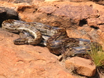 Southern African rock python (Python sebae natalensis)