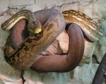 Timor python (Python timoriensis)