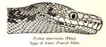 Timor python (Python timoriensis)