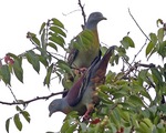 little green pigeon (Treron olax)