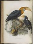 Blyth's hornbill, Papuan hornbill (Rhyticeros plicatus)