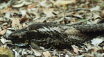 white-throated nightjar (Eurostopodus mystacalis)