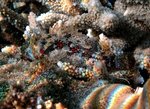 Sebastapistes mauritiana, Spineblotch scorpionfish