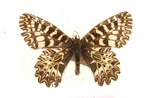 Spanish festoon (Zerynthia rumina paucipuncta)