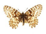 Spanish festoon (Zerynthia rumina hartmanni)