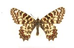 Spanish festoon (Zerynthia rumina australis)