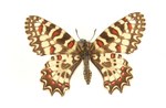 Spanish festoon (Zerynthia rumina medesicaste)