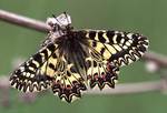 southern festoon (Zerynthia polyxena)