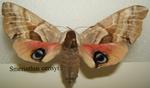 Smerinthus cerisyi (one-eyed sphinx, Cerisy's sphinx)