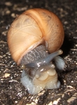 decollate snail, Rumina decollata