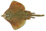 Dipturus australis, Sydney skate