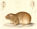 southern mountain cavy (Microcavia australis)