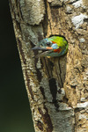 blue-eared barbet (Psilopogon duvaucelii)