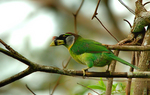 fire-tufted barbet (Psilopogon pyrolophus)