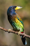 great barbet (Psilopogon virens)