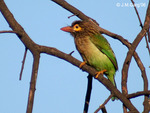 brown-headed barbet, large green barbet (Psilopogon zeylanicus)