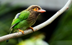 brown-headed barbet, large green barbet (Psilopogon zeylanicus)