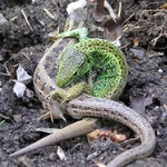 sand lizard (Lacerta agilis)