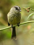 agile tit-tyrant (Uromyias agilis)