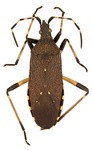 Dicranocephalus agilis