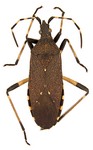 Dicranocephalus agilis