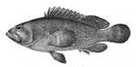 Epinephelus summana, Summan grouper