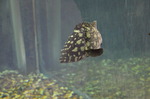 Epinephelus summana, Summan grouper