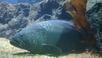 Epinephelus lanceolatus, Giant grouper