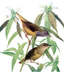 Connecticut warbler (Oporornis agilis)