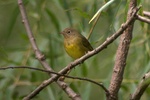 Connecticut warbler (Oporornis agilis)