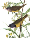 mourning warbler (Geothlypis philadelphia)