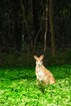 agile wallaby, sandy wallaby (Macropus agilis)