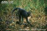 agile mangabey (Cercocebus agilis)