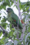 black-billed amazon (Amazona agilis)