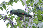 black-billed amazon (Amazona agilis)