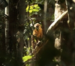 golden-bellied mangabey (Cercocebus chrysogaster)