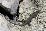 sharp-snouted rock lizard (Lacerta oxycephala)
