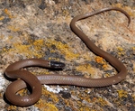 western black-headed snake (Tantilla planiceps)