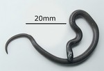 flathead snake (Tantilla gracilis)