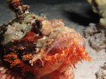 tasseled scorpionfish (Scorpaenopsis oxycephala)