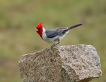 red-crested cardinal (Paroaria coronata)