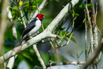 red-capped cardinal (Paroaria gularis)