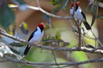 yellow-billed cardinal (Paroaria capitata)