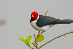 yellow-billed cardinal (Paroaria capitata)