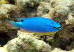 Chrysiptera taupou (Southseas devil, Fiji damsel)