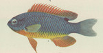 Chrysiptera taupou (Southseas devil, Fiji damsel)